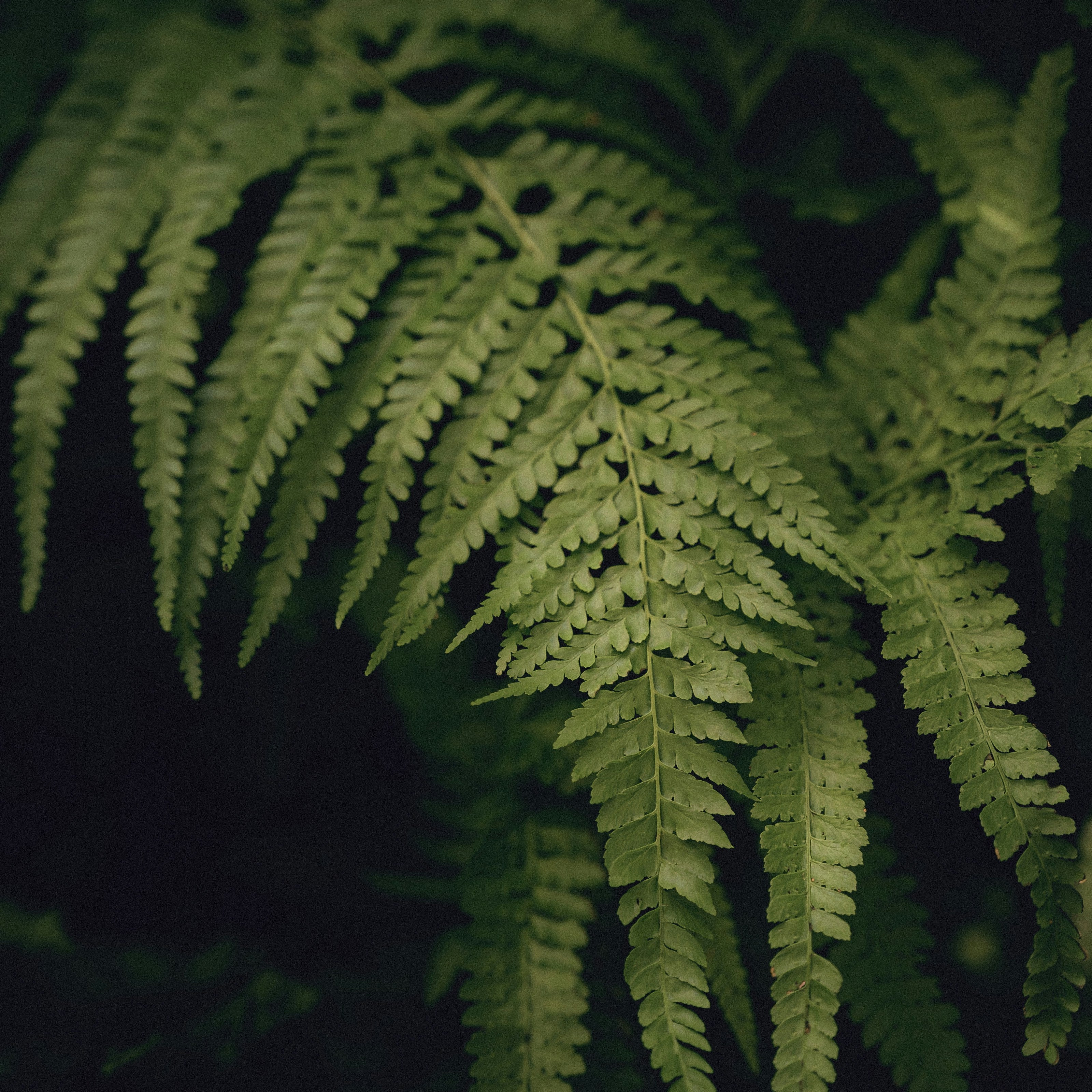 Natural organic vacation rentals