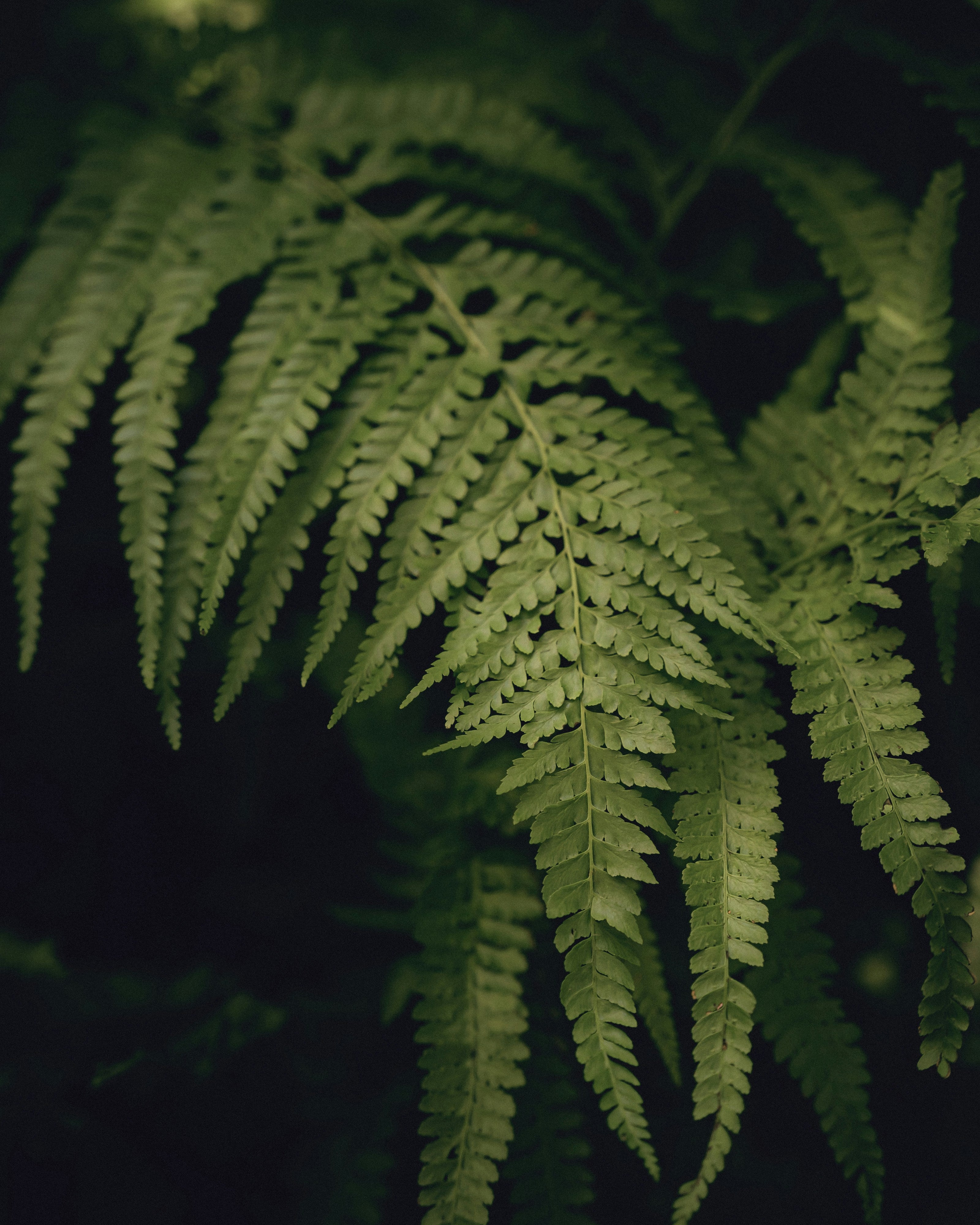 Natural organic vacation rentals